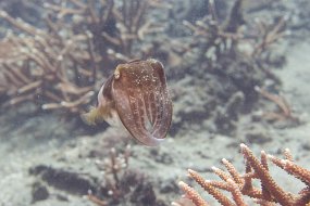 Lembeh-34