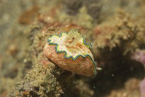 Lembeh-347