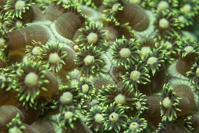 Lembeh-349