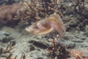 Lembeh-35