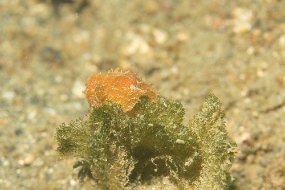 Lembeh-350