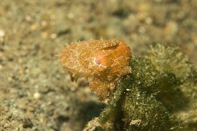 Lembeh-352