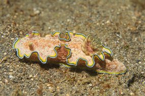 Lembeh-353