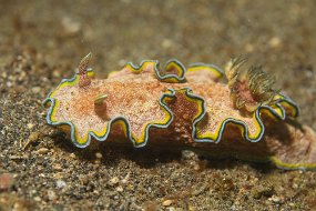 Lembeh-354