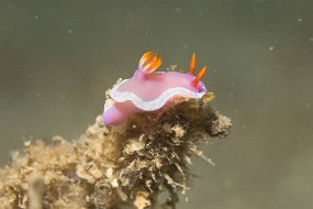 Lembeh-356
