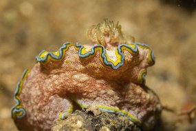 Lembeh-359
