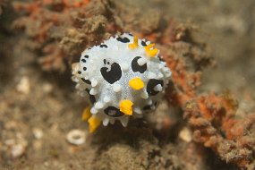 Lembeh-360