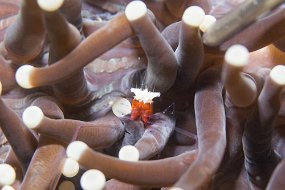 Lembeh-361