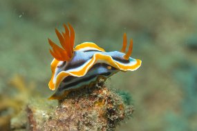 Lembeh-362