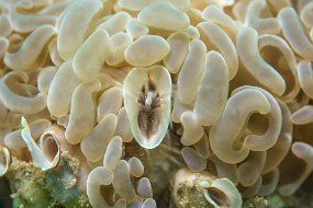Lembeh-366