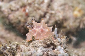 Lembeh-367