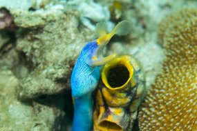 Lembeh-371