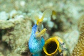 Lembeh-374
