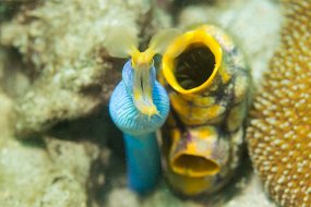 Lembeh-375