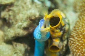 Lembeh-377