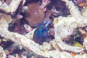 Lembeh-379