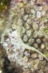 Lembeh-382