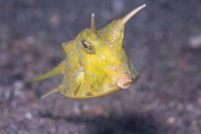 Lembeh-389