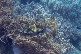 Lembeh-39