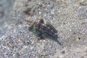 Lembeh-397