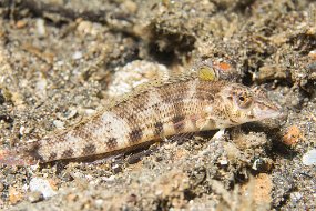 Lembeh-399