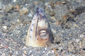 Lembeh-403