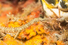 Lembeh-406