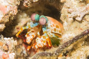 Lembeh-408