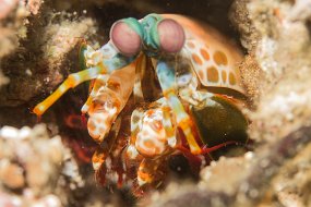 Lembeh-409