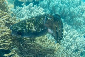 Lembeh-41
