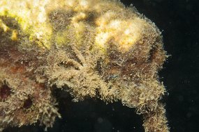 Lembeh-412