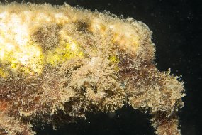 Lembeh-413