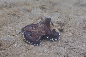 Lembeh-415