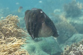 Lembeh-42