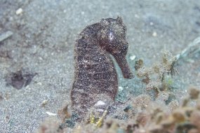 Lembeh-424