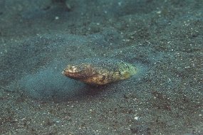 Lembeh-436