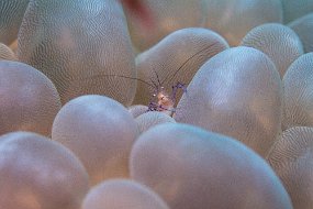 Lembeh-439