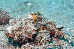 Lembeh-442