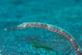 Lembeh-449