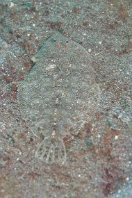 Lembeh-453