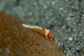 Lembeh-461