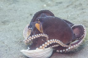 Lembeh-463