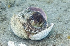 Lembeh-468