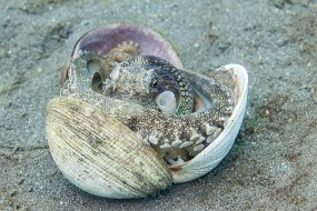 Lembeh-469