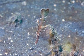 Lembeh-470