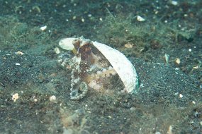 Lembeh-472