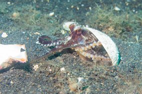 Lembeh-473