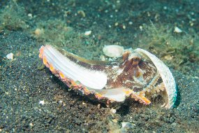 Lembeh-474