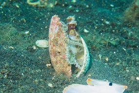 Lembeh-475