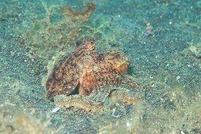 Lembeh-477